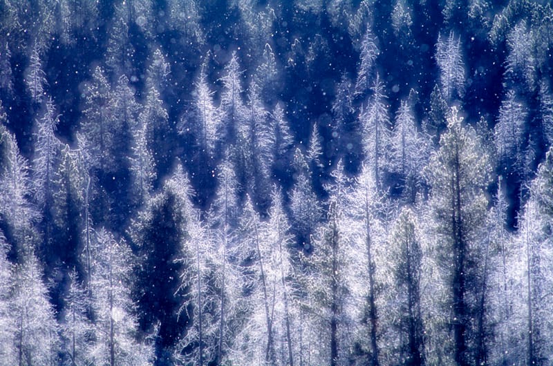 Artful Trees 5